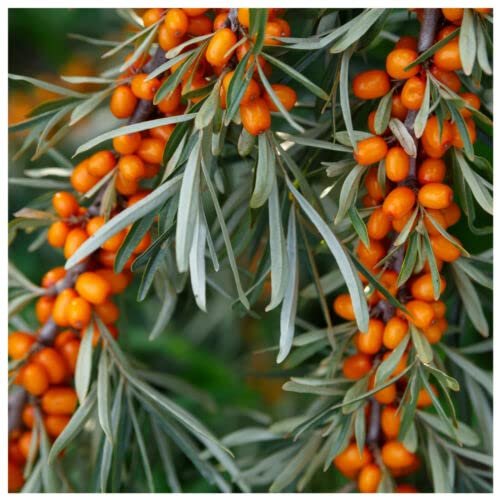 1 x Sea Buckthorn Edible Coastal Hedging in 1L Pot, Hippophae Rhamnoides 1-2ft