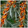 1 x Sea Buckthorn Edible Coastal Hedging in 1L Pot, Hippophae Rhamnoides 1-2ft view 1